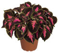 Palettblad Coleus